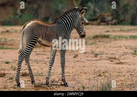 Kenia, Laikipia County, trockene, buschige Savanne, Grevy's Zebra (Equus grevyi), in der Savanne, Baby Stockfoto