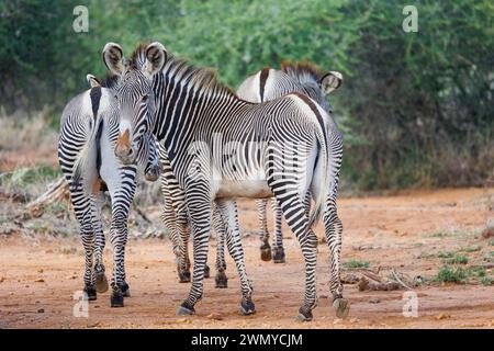 Kenia, Laikipia County, trockene, buschige Savanne, Grevy's Zebra (Equus grevyi), in der Savanne Stockfoto