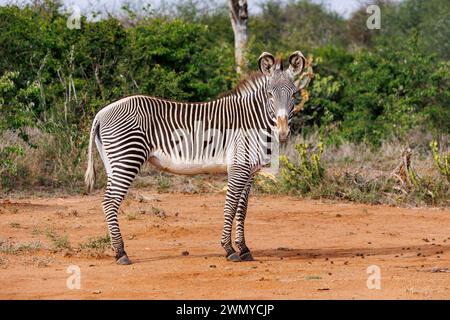 Kenia, Laikipia County, trockene, buschige Savanne, Grevy's Zebra (Equus grevyi), in der Savanne Stockfoto