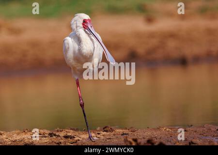 Kenia, Laikipia County, trockene, buschige Savanne, afrikanischer Löffelschnabel (Platalea alba), auf einem Bein in der Nähe eines Wasserlochs Stockfoto