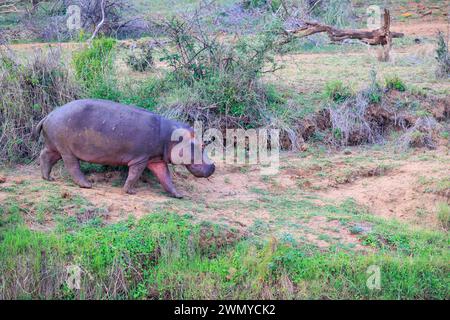 Kenia, Laikipia County, trockene, buschige Savanne, Flusspferde oder Flusspferde (Hippopotamus amphibius), in der Nähe von Wasser Stockfoto