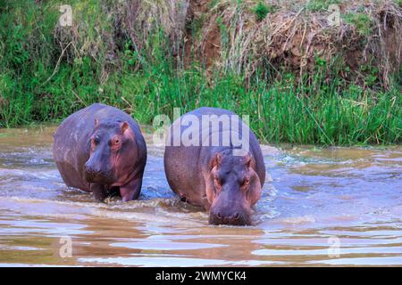 Kenia, Laikipia County, trockene, buschige Savanne, Flusspferde oder Hippo (Hippopotamus amphibius), im Wasser Stockfoto