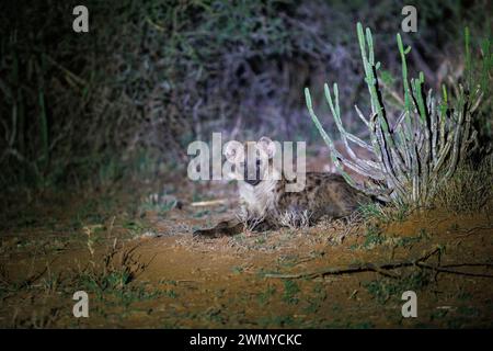 Kenia, Laikipia County, trockene, buschige Savanne, gefleckte Hyena (Crocuta crocuta), in der Savanne Stockfoto