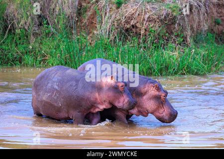 Kenia, Laikipia County, trockene, buschige Savanne, Flusspferde oder Hippo (Hippopotamus amphibius), im Wasser Stockfoto