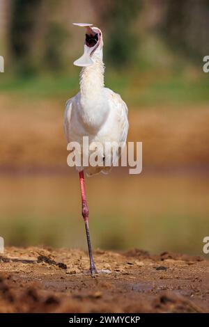 Kenia, Laikipia County, trockene, buschige Savanne, afrikanischer Löffelschnabel (Platalea alba), auf einem Bein ruhen, Schnabel offen, in der Nähe eines Wasserlochs Stockfoto