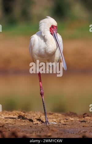 Kenia, Laikipia County, trockene, buschige Savanne, afrikanischer Löffelschnabel (Platalea alba), auf einem Bein in der Nähe eines Wasserlochs Stockfoto