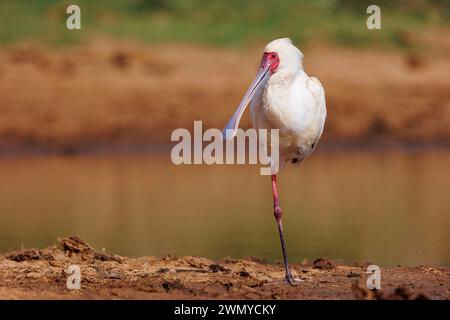 Kenia, Laikipia County, trockene, buschige Savanne, afrikanischer Löffelschnabel (Platalea alba), auf einem Bein in der Nähe eines Wasserlochs Stockfoto