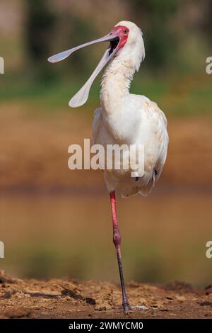 Kenia, Laikipia County, trockene, buschige Savanne, afrikanischer Löffelschnabel (Platalea alba), auf einem Bein ruhen, Schnabel offen, in der Nähe eines Wasserlochs Stockfoto