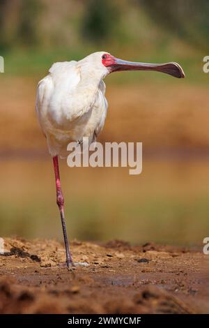 Kenia, Laikipia County, trockene, buschige Savanne, afrikanischer Löffelschnabel (Platalea alba), auf einem Bein in der Nähe eines Wasserlochs Stockfoto