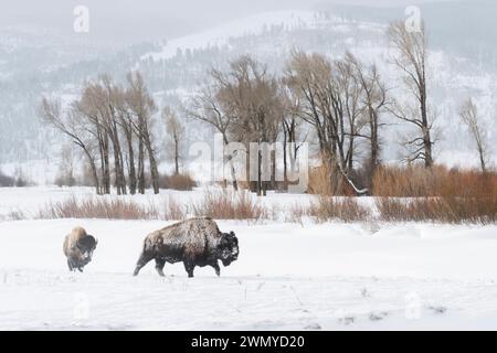 American Bisons ( Bison Bison ), Buffalos in typischer Umgebung, Ebene, Prärie, Spaziergang durch Schnee, Lamar Valley, Yellowstone, Wyoming, Tierwelt, Stockfoto