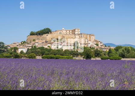 Frankreich, Drôme, Grignan, gelistet als eines der schönsten Dörfer Frankreichs, Lavendelfeld vor dem Dorf mit dem château, wo Madame de Sévigné lebte, und der Stiftskirche Saint-Sauveur, wo sich das Grabmal des Marquise befindet Stockfoto