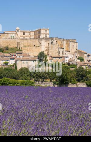 Frankreich, Drôme, Grignan, gelistet als eines der schönsten Dörfer Frankreichs, Lavendelfeld vor dem Dorf mit dem château, wo Madame de Sévigné lebte, und der Stiftskirche Saint-Sauveur, wo sich das Grabmal des Marquise befindet Stockfoto