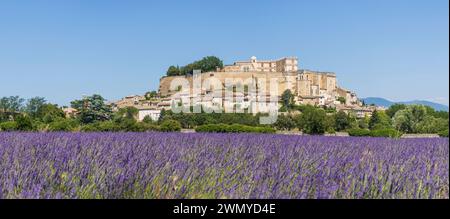 Frankreich, Drôme, Grignan, gelistet als eines der schönsten Dörfer Frankreichs, Lavendelfeld vor dem Dorf mit dem château, wo Madame de Sévigné lebte, und der Stiftskirche Saint-Sauveur, wo sich das Grabmal des Marquise befindet Stockfoto