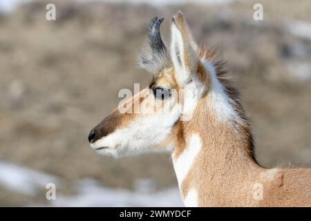 Pronghorn Antilope ( Antilocapra americana ) im Winter, männlich, Nahaufnahme eines Bocks, detaillierter Kopfschuss, Yellowstone NP, USA. Stockfoto