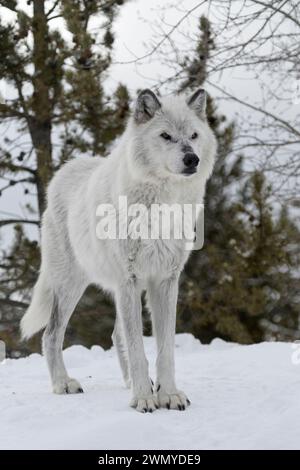 Grauer Wolf (Canis Lupus) im Winter, Winterfell, stehend im Schnee, auf einem kleinen Hügel, sieht gefährlich aus, heftig, Yellowstone Gebiet, Montana, USA. Stockfoto
