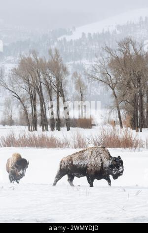 American Bison ( Bison Bison ) in typischer Umgebung, Ebene, Prärie, Spaziergang durch Schnee, Lamar Valley, Yellowstone, Wyoming, Tierwelt, USA. Stockfoto