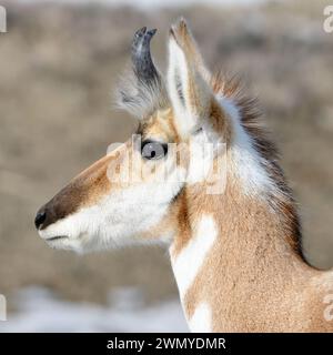 Pronghorn Antilope ( Antilocapra americana ) im Winter, männlich, Nahaufnahme eines Bocks, detaillierter Kopfschuss, Yellowstone NP, USA. Stockfoto