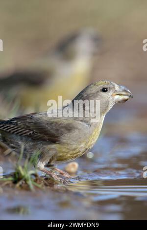 Papageienkreuzschnabel / Kreuzschnabel ( Loxia pytyopsittacus ) trinken in einer Pfütze, Wildtiere, Europa. Stockfoto