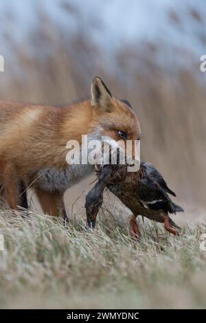 Rotfuchs ( Vulpes vulpes ) Jagd, mit Beute im Maul, packte eine Ente mit ihren Kiefern, Wildtiere, Europa. Stockfoto