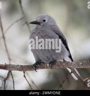 Clark's Nussknacker ( Nucifraga columbiana ) im Winter, auf einem dünnen Zweig eines Nadelbaums thront, Tierwelt, typischer amerikanischer Vogel, Yellowstone-Gebiet, Stockfoto