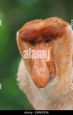 Malaysia, Borneo, Sabah, Reservat Labuk Bay, Proboscis-Affe oder Langnasen-Affe (Nasalis larvatus), erwachsener Mann Stockfoto