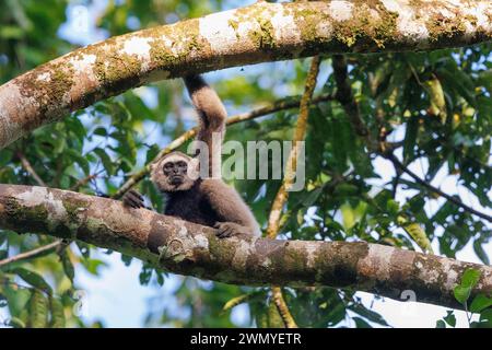 Malaysia, Borneo, Sabah, Tabin Nature Reserve, Müller's gibbon funereus Unterart in Sabah (Hylobates muelleri funereus), in einem Baum Stockfoto