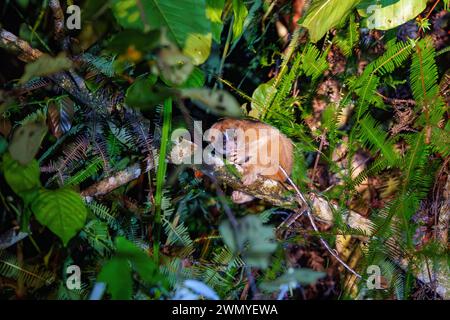 Malaysia, Borneo, Sabah, Deramakot Forest Reserve, ein Naturschutzgebiet in Sandakan, Sunda Slow loris oder Greater Slow Loris (Nycticebus coucang) bei Nacht in einem Baum gefangen und aß einen Baumfrosch. Stockfoto