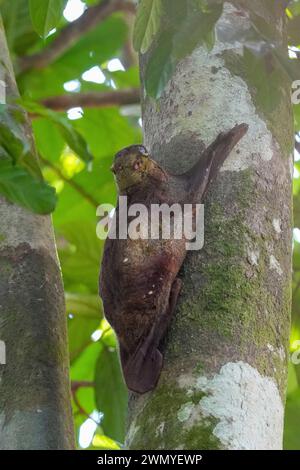 Malaysia, Borneo, Sabah, Sepilok Rehabilitationszentrum, Sunda fliegender Lemur (Galeopterus variegatus), auch bekannt als Sunda colugo, malayischer fliegender Lemur und malayischer Colugo, die sich an einem Baumstamm festhalten Stockfoto