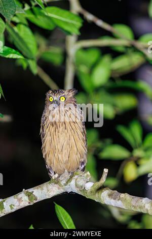 Südöstliches Nordborneo, Malaysia, Sabah, Tabin Wildlife Reserve, buffy Fischeule (Ketupa Ketupu), auch bekannt als Malaiische Fischeule, Stockfoto