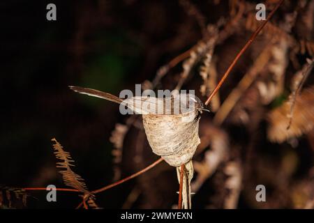 Malaysia, Borneo, Sabah, Tabin Nature Reserve, Weißkehlschwanz (Rhipidura albicollis), auf seinem Nest, nachts Stockfoto