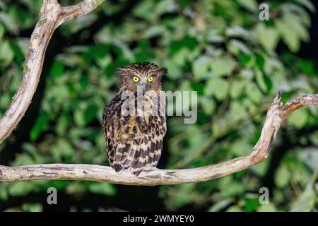 Südöstliches Nordborneo, Malaysia, Sabah, Tabin Wildlife Reserve, buffy Fischeule (Ketupa Ketupu), auch bekannt als Malaiische Fischeule, Stockfoto