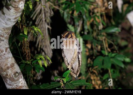 Südöstliches Nord-Borneo, Malaysia, Sabah, Tabin Wildlife Reserve, braune Holzeule (Strix leptogrammica), im Wald Stockfoto