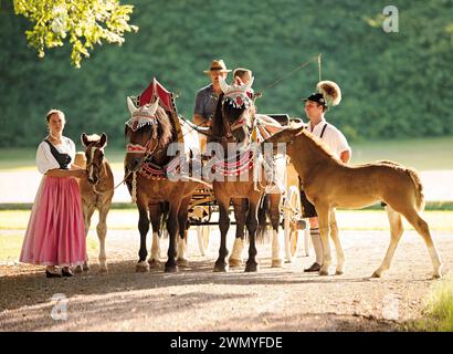 Süddeutsches Kaltblut. Zwei Stuten mit Fohlen und Menschen mit traditionellem Kragen (Spitzkumet). Deutschland Stockfoto