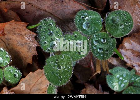 Frischer Morgentau sitzt zart auf den leuchtend grünen Kleeblättern vor dem Hintergrund von Herbstblättern. Stockfoto