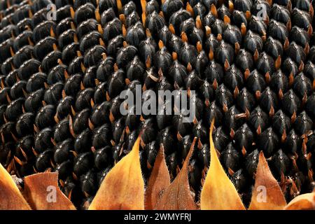 Nahaufnahme eines Sonnenblumenkopfes, der das detaillierte Muster und die Textur der Samen und der umliegenden braunen Röschen enthüllt. Stockfoto