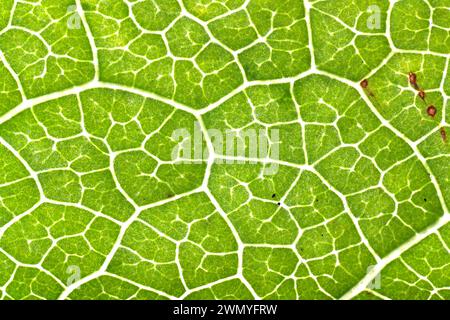 Nahaufnahme eines grünen Blattes mit komplexen Venenmustern und -Strukturen. Stockfoto