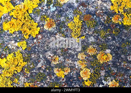 Eine lebendige Darstellung von Flechtenarten, einschließlich Xanthoria parietina, die in einem natürlichen Mosaik auf einer strukturierten Felsoberfläche wachsen. Stockfoto