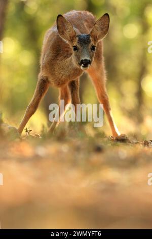 Ein junges Rehkitzel tritt vorsichtig in einen sonnendurchfluteten Wald, seine großen, unschuldigen Augen blicken mit Neugier und Wachheit nach vorne Stockfoto