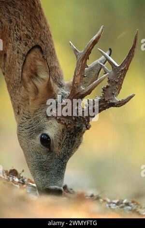 Ein majestätischer Rehbock mit samtigen Geweihen sucht intensiv auf dem Waldboden, der in einer Nahaufnahme erfasst wird Stockfoto
