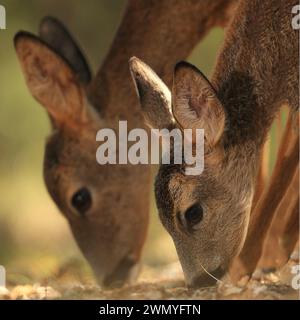 Zwei Rehe grasen eng zusammen, ihre Ohren und Köpfe spiegeln sich in einem ruhigen, intimen Moment in der Natur Stockfoto