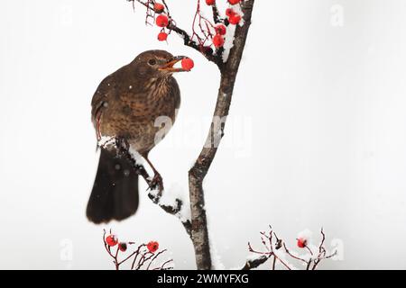 Ein brauner Vogel mit einer roten Beere im Schnabelbarsch sitzt auf einem verschneiten Zweig vor weißem Hintergrund. Stockfoto