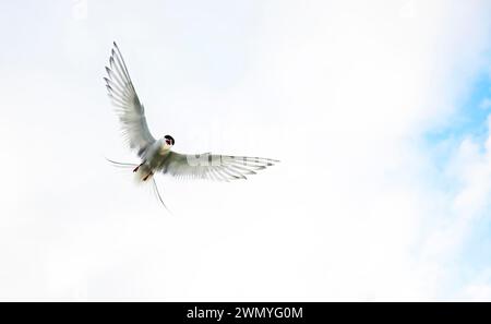 Eine arktische Seeschwalbe, die anmutig mit ausgestreckten Flügeln gegen einen blassblauen Himmel in der isländischen Wildnis schwingt. Stockfoto