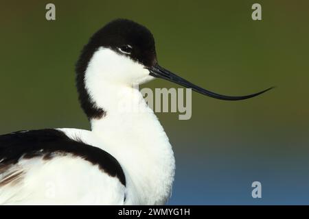 Eine Nahaufnahme eines avocet oder einer Recurvirostra Avosetta mit seinem charakteristischen geschwungenen Schirm und seinem kontrastierenden schwarz-weißen Gefieder. Stockfoto