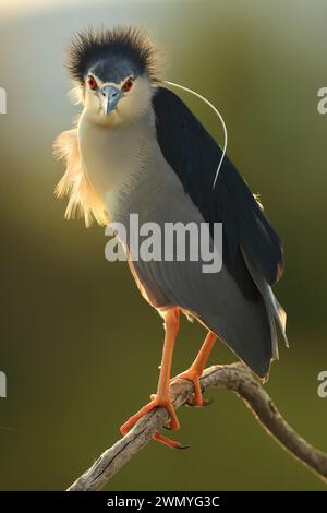 Eine ruhige Szene mit einem Nachtreiher oder Nycticorax nycticorax, der sich elegant auf einem Baumzweig im sanften Licht der Dämmerung thront. Stockfoto