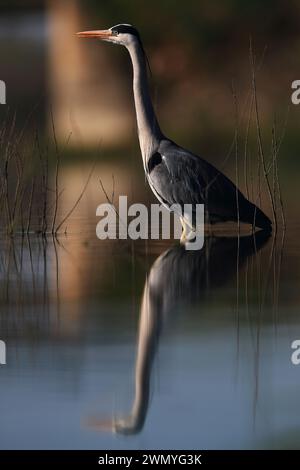Ein Graureiher oder Ardea cinerea ist ein Beispiel für Eleganz und Ausgeglichenheit in einer ruhigen Wasserlandschaft, deren Reflexion sich unten spiegelt. Stockfoto
