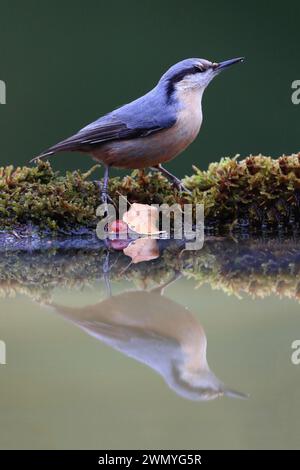 Ein Nuthatch steht auf einer moosigen Oberfläche am Wasser, mit seiner Reflexion und einem gefallenen Blatt in der Nähe Stockfoto