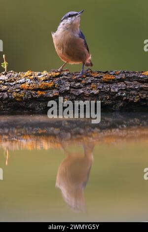 Eine Nuthatch, die auf einem mit Flechten bedeckten Zweig steht, dessen sanfte Reflexion im Wasser darunter sichtbar ist Stockfoto