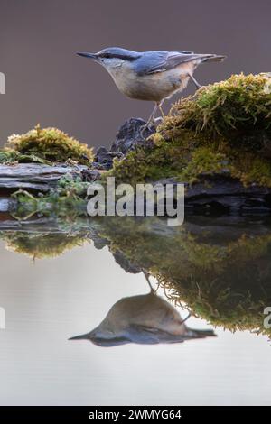 Eine Nuthatch steht an einem moosigen Rand mit ihrer scharfen Reflexion auf der stillen Wasseroberfläche in einer ruhigen Umgebung Stockfoto