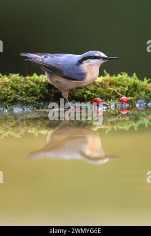 Eine Nuthatch steht auf einem moosigen Rand mit roten Beeren und wirft eine Reflexion in stilem Wasser Stockfoto