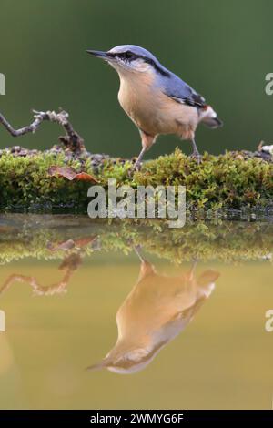 Ein Nuthatch wird auf Moos mit seiner Reflexion im stillen Wasser gefangen und zeigt sein unverwechselbares Gefieder und seine Farben. Stockfoto